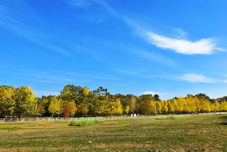 korea, game, cat, ranch, horse, sky, cloud, blue sky, autumn HD wallpaper