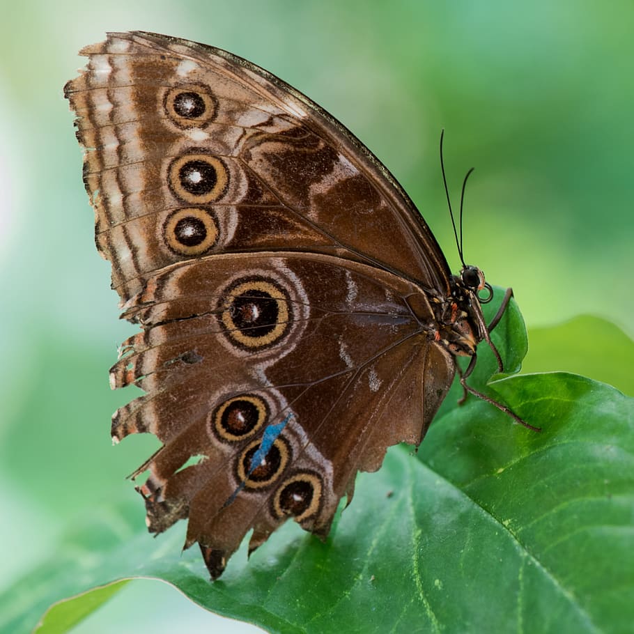 butterfly, macro, pose, plant, green, colors, detail, nature HD wallpaper