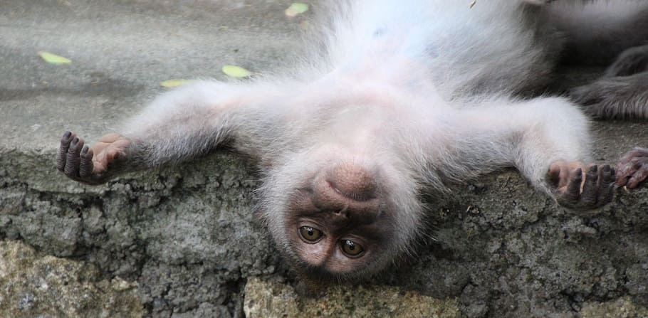 gray monkey lying on the floor, relaxation, primate, animal HD wallpaper
