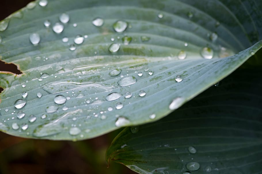 leaf, green leaf, plant, garden, drop of water, raindrop, nature HD wallpaper