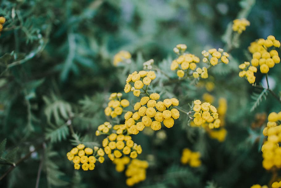 closeup photography of yellow basket of gold flowers, plant HD wallpaper