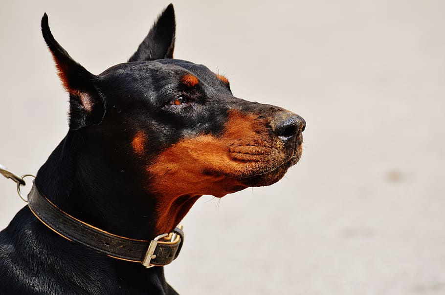 closeup photo of black and tan Doberman Pinscher, dog, animal world