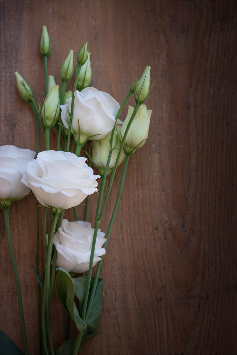 close up photography of white roses, lisianthus, flower, blossom, HD wallpaper