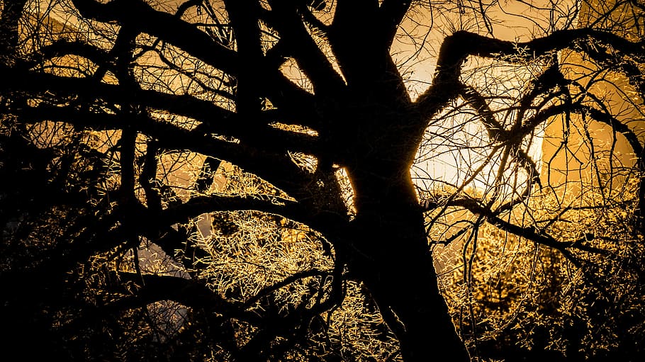 beautiful, cold, dead tree, glow, sunset, winter, silhouette HD wallpaper