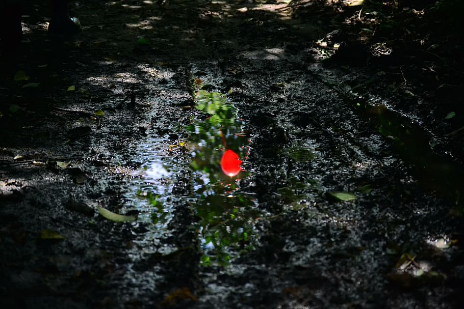 environment, leaves, light, mud, outdoors, rain, reflection HD wallpaper