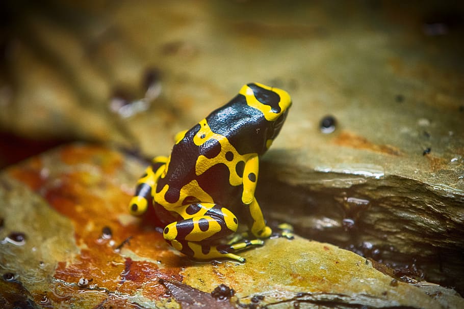 black and yellow frog on stone, toad, animal, animals, nature HD wallpaper