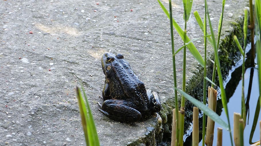 frog, lake, nature, animal, animal themes, animal wildlife HD wallpaper