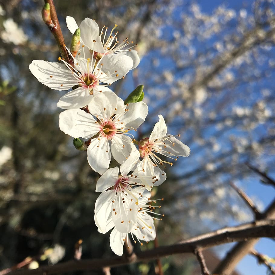 flowers, cherry, spring, bud, tree, sky, plant, flowering plant HD wallpaper