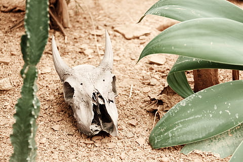 animal skull, arid, bone, dead, death, decay, desert, drought HD wallpaper