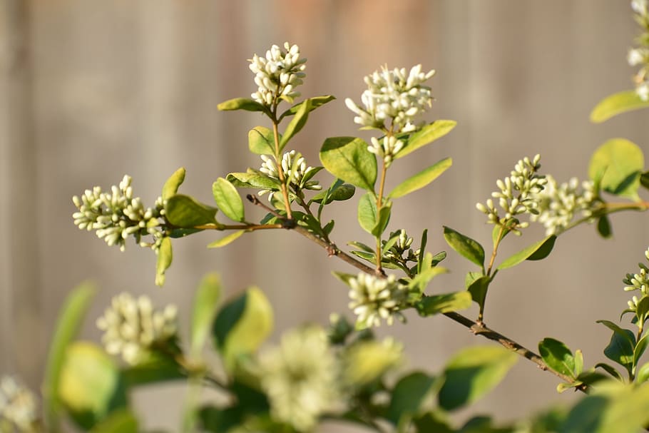 flower, flowering, shrub, bloom, nature, plant, flowering plant HD wallpaper