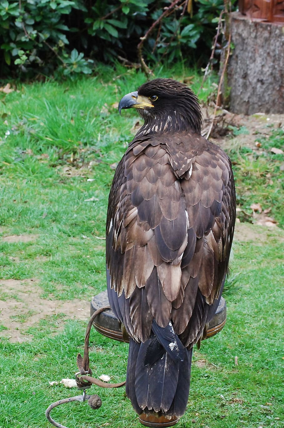 eagle, falconry, training, perched, raptor, beak, feather, predator HD wallpaper