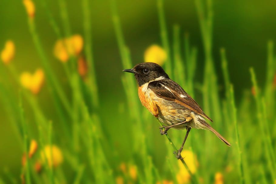 black redstart, scott, bird, nature, green, phoenicurus ochruros HD wallpaper