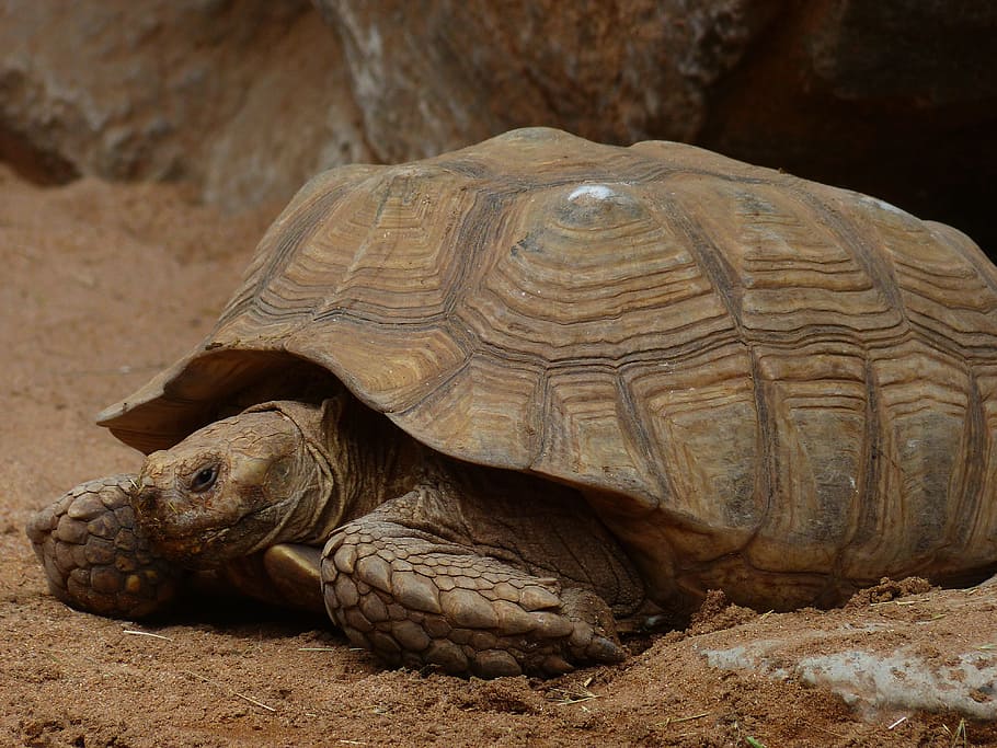 African Spurred Tortoise, Turtle, large, giant tortoise, geochelone sulcata, HD wallpaper