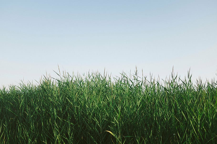 green grasses during daytime, landscape, photography, nature HD wallpaper