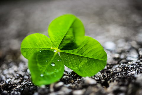 four leaf clover, nature, rain, plant part, green color, selective focus HD wallpaper