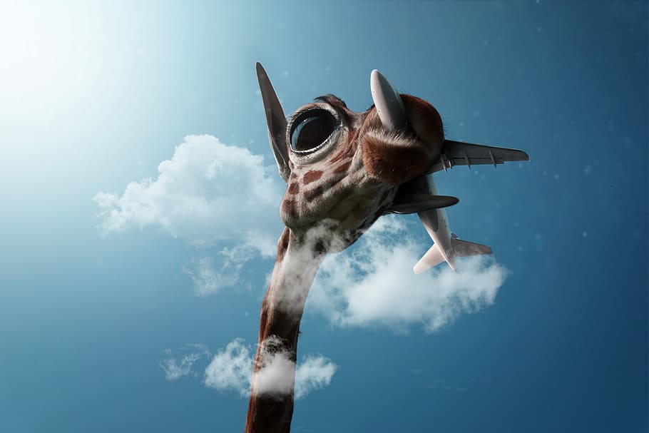 giraffe swallowed airliner wallpaper, environment, nature conservation HD wallpaper