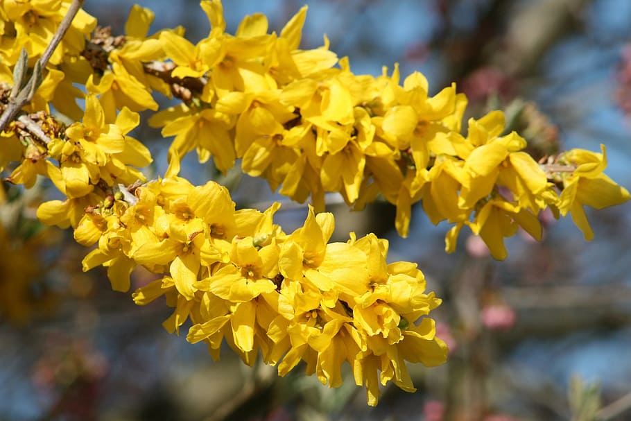 Spring, Bloom, Garden, Bush, Branch, sunshine, nature, flowers HD wallpaper