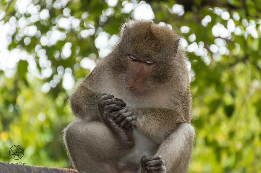 monkey, animals, nature, mammal, thailand, persistent, clamber HD wallpaper