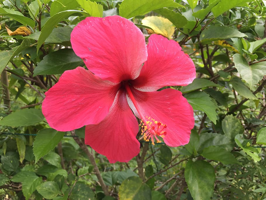 close-up photo of pink hibiscus flower in bloom, tropical, plant