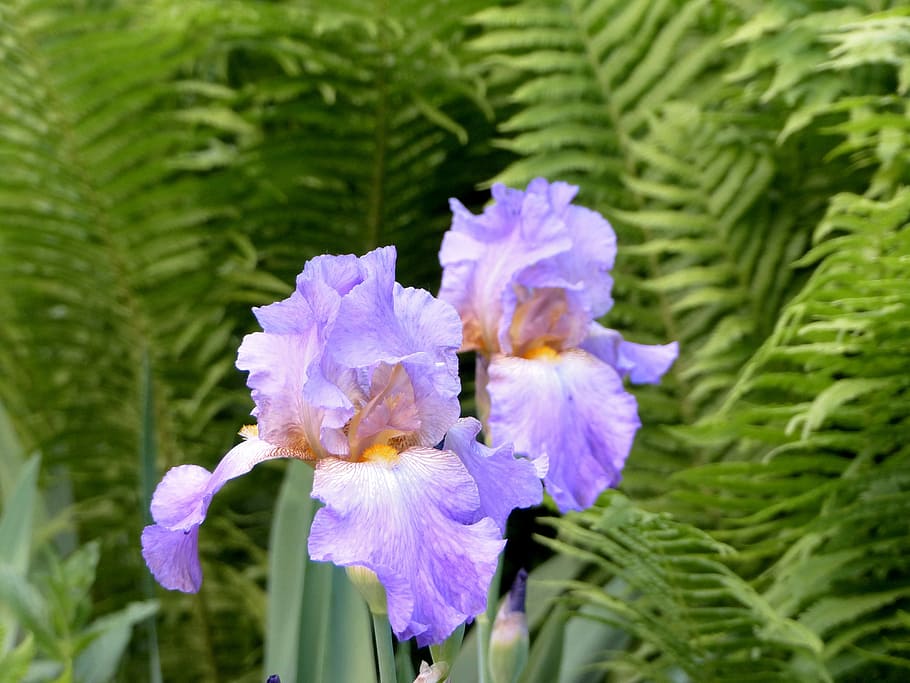 purple flowers, iris, lilac, plant, flowering plant, beauty in nature HD wallpaper