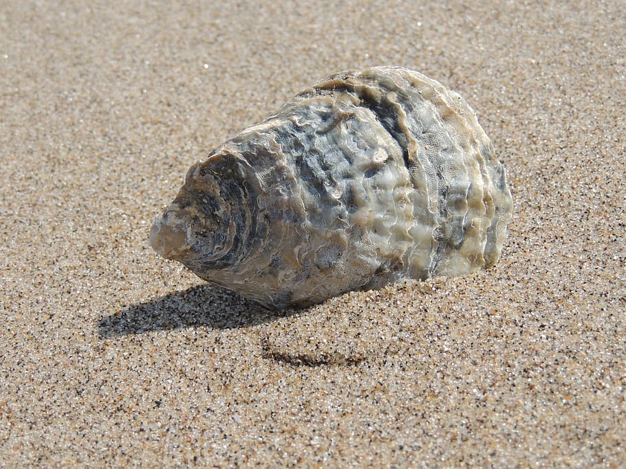 beige seashell on sand, beach, ocean, vacation, shellfish, nature HD wallpaper