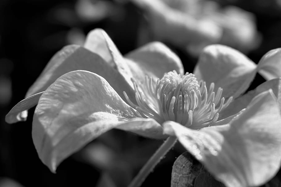 blossom, bloom, leaf, plant, black and white, clematis, leaves HD wallpaper