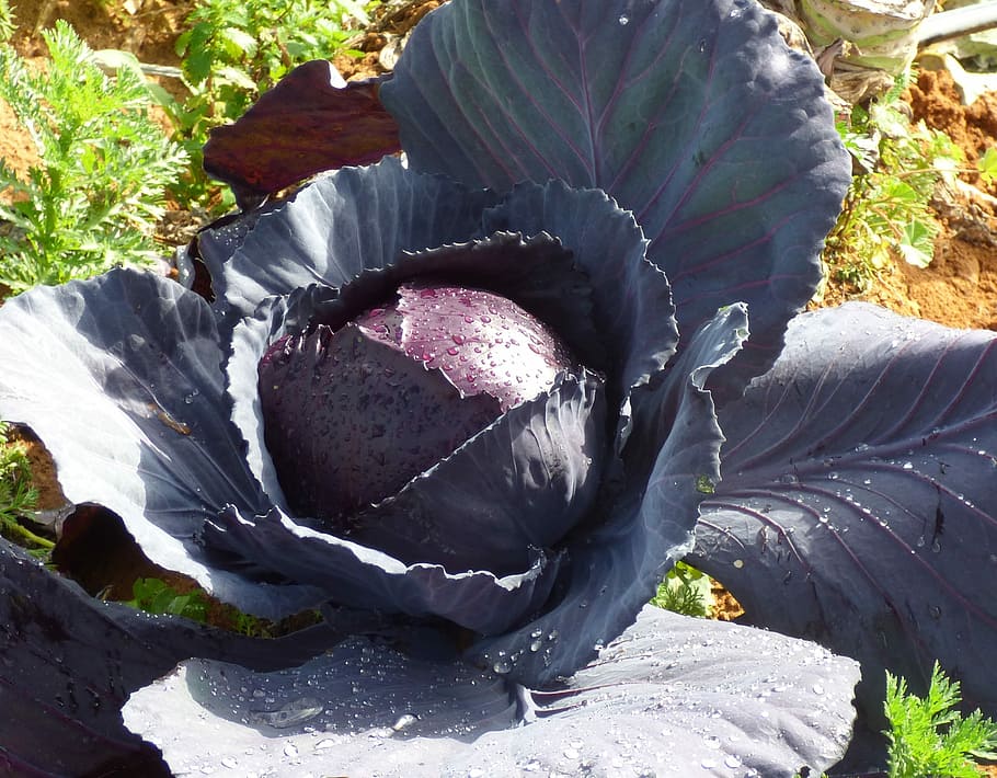 Red, Cabbage, Food, Vegetable, Fresh, purple, healthy, vegetarian HD wallpaper