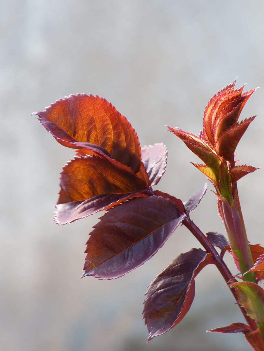 Red Leaf, Rosebush, Outbreak, tender, translucent, close-up HD wallpaper