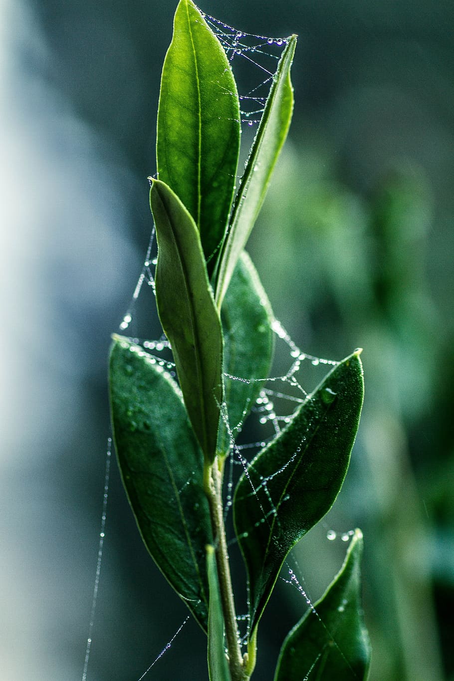 leaf, plant, nature, dew, pearl, growth, close, garden, summer HD wallpaper