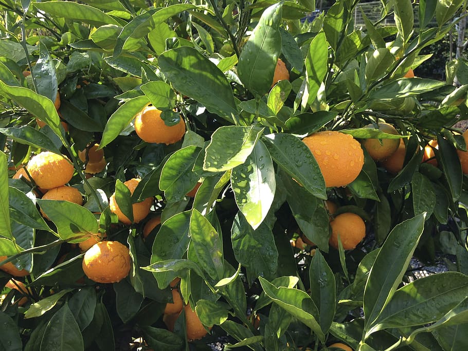 Orange, Green, fruit, citrus fruit, orange - fruit, food and drink HD wallpaper