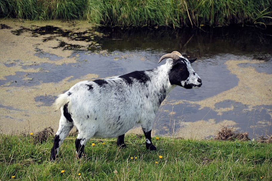goat, farm, animal, mammal, domestic, milk, countryside, rural, HD wallpaper