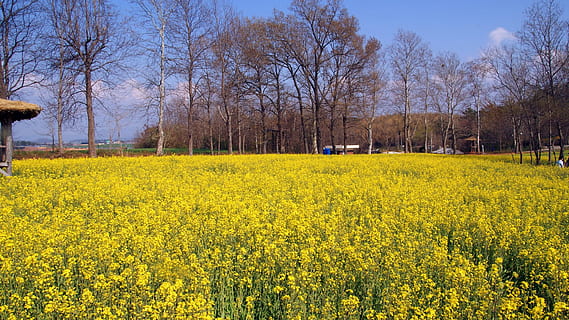 Klitschko, whether or not, yellow, agriculture, oilseed rape HD wallpaper