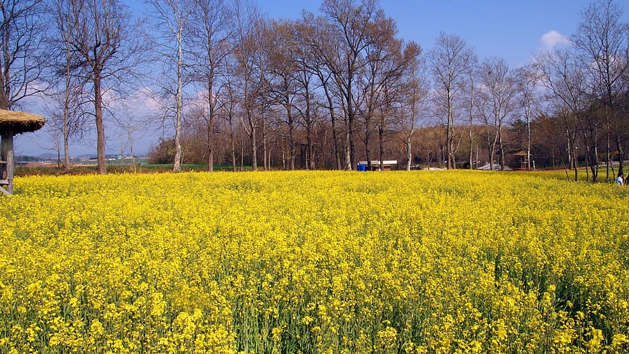 Klitschko, whether or not, yellow, agriculture, oilseed rape, HD wallpaper