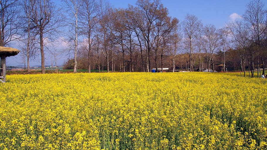 Klitschko, whether or not, yellow, agriculture, oilseed rape HD wallpaper