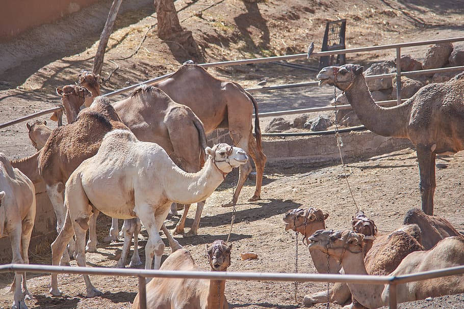 camel, eat, straw, feed, steal, mammal, hump, desert ship, desert animal HD wallpaper