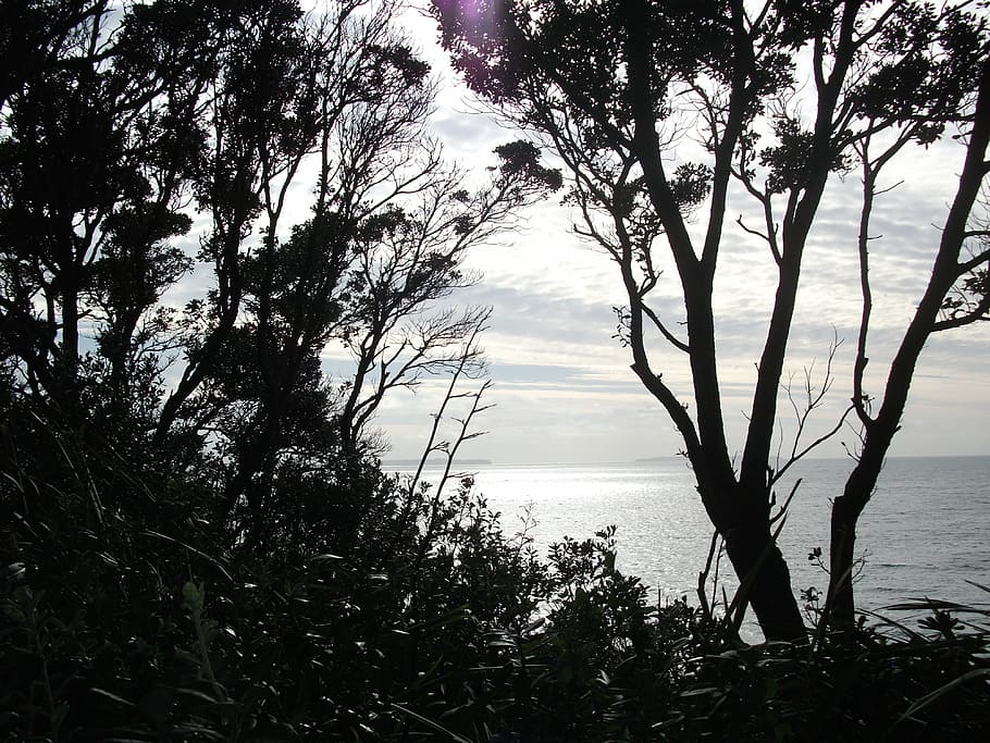trees, ocean, sea, beach, water, sky, landscape, coast, cloud HD wallpaper