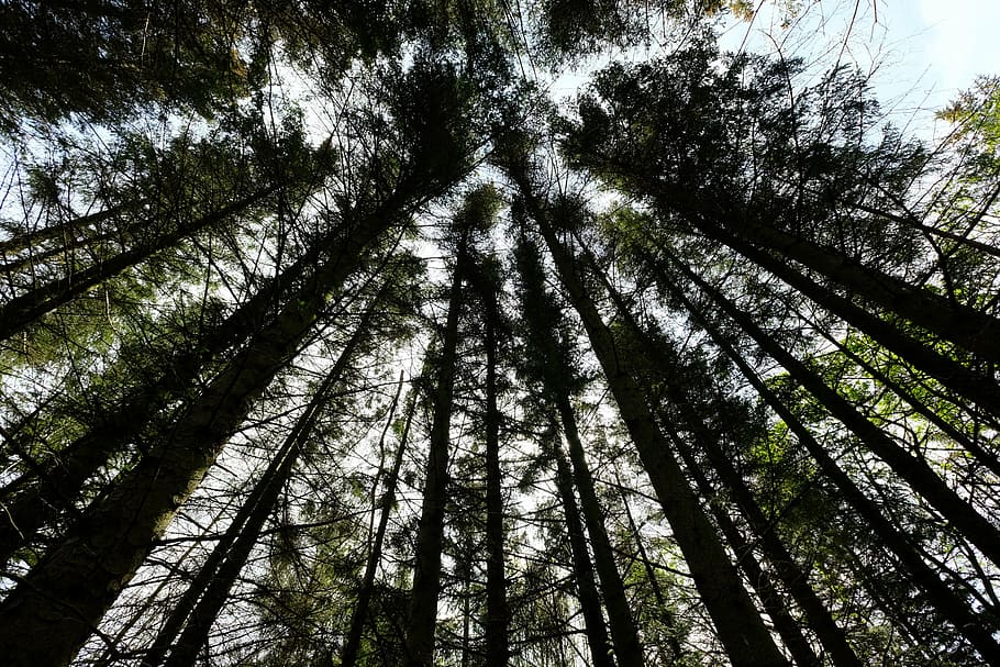 trees, nature, log, forest, wood, black, dead plant, shadow HD wallpaper