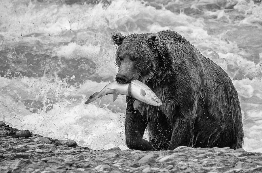 Braveheart, grayscale photography of bear biting fish walking near seawave
