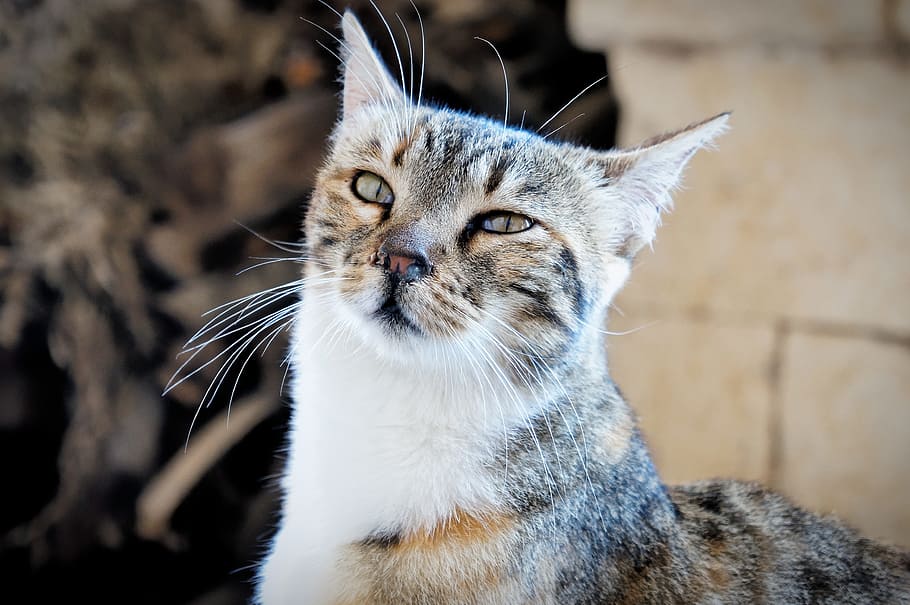 cat, animal, curious, mammal, one animal, animal themes, domestic animals HD wallpaper
