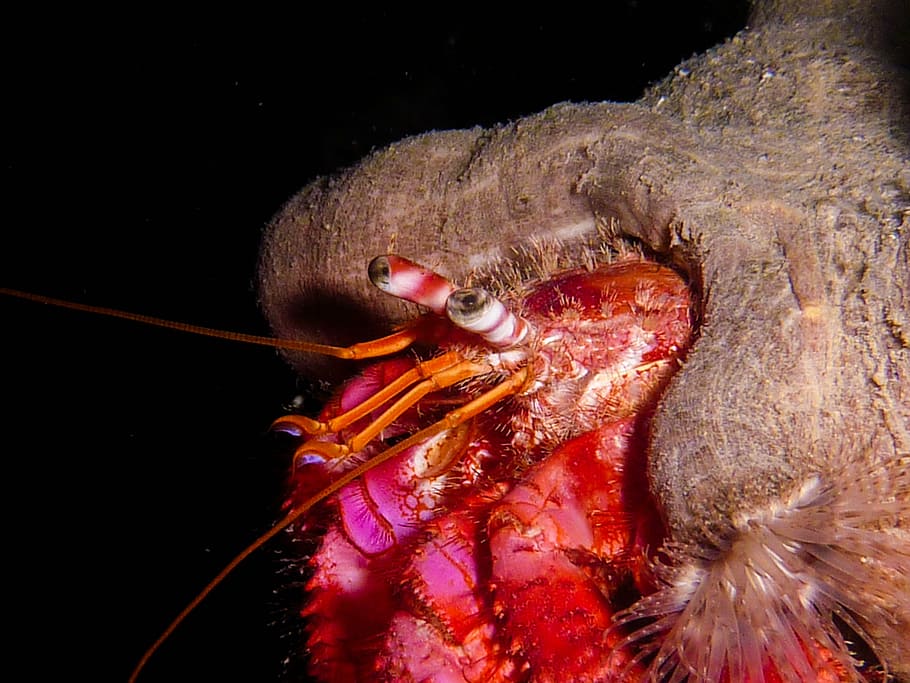 close up photo of red and brown deep sea creature, hermit crab
