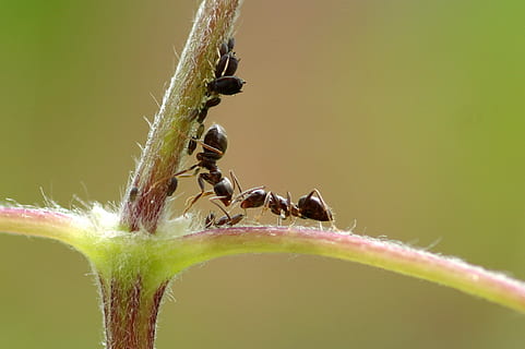 ants on stem, Macro, Insect, Aphid, green, macro photography HD wallpaper