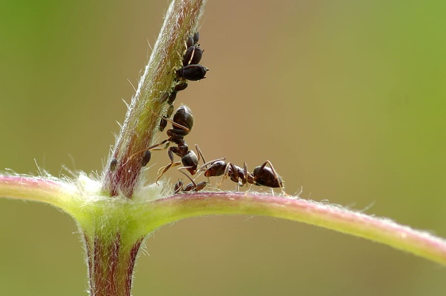 ants on stem, Macro, Insect, Aphid, green, macro photography HD wallpaper