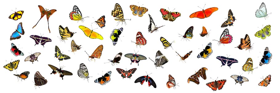 animals-butterflies-butterfly-insect.jpg