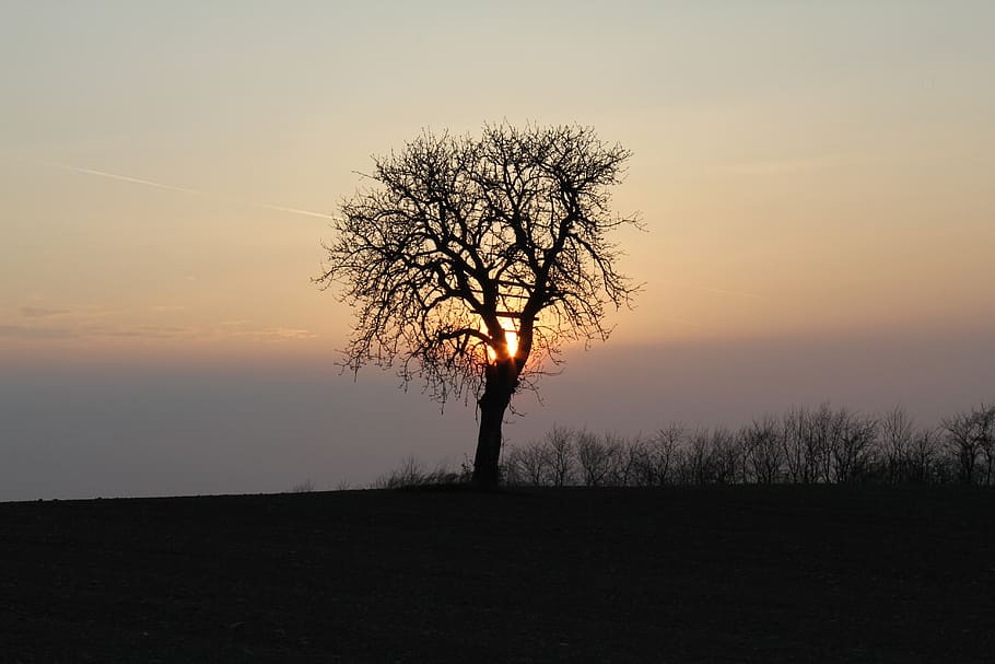 dawn, tree, nature, fog, sunset, silhouette, sky, bare tree HD wallpaper