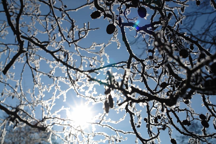frost, ice, ripe, winter, nature, texture, branches, sun, light HD wallpaper
