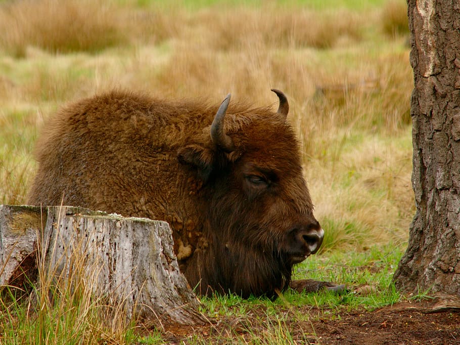 bison, vacation, dream, animal, the horn of africa, calm, parnokopytnyj, HD wallpaper