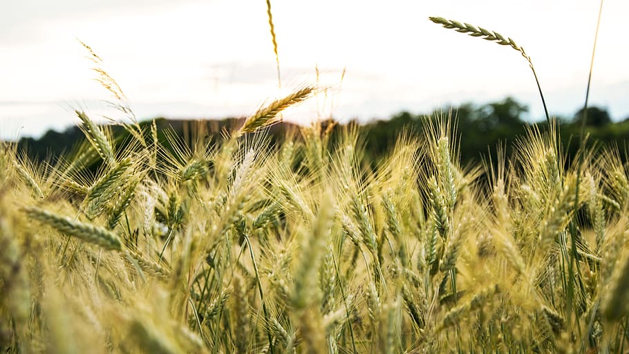 field, grain, sky, cereals, agriculture, harvest, sun, crop HD wallpaper