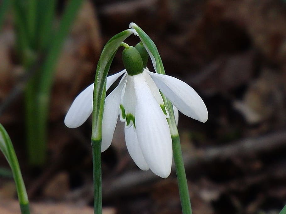 Snowdrop, Nature, Affection, Love, spring, flower, white, spring awakening HD wallpaper