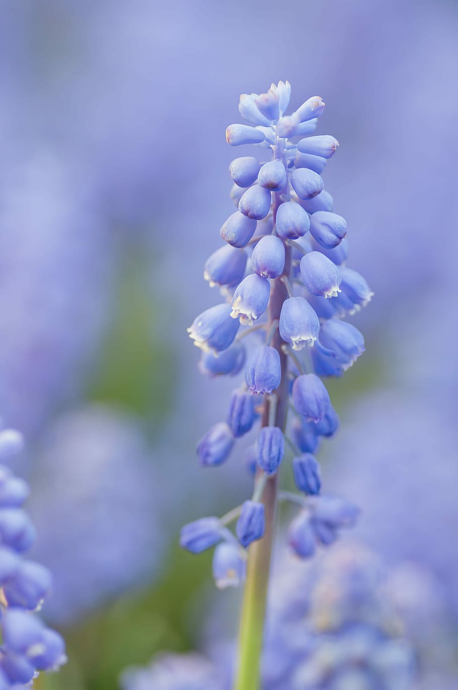 selective focus photography of purple flower buds, macro, nature HD wallpaper
