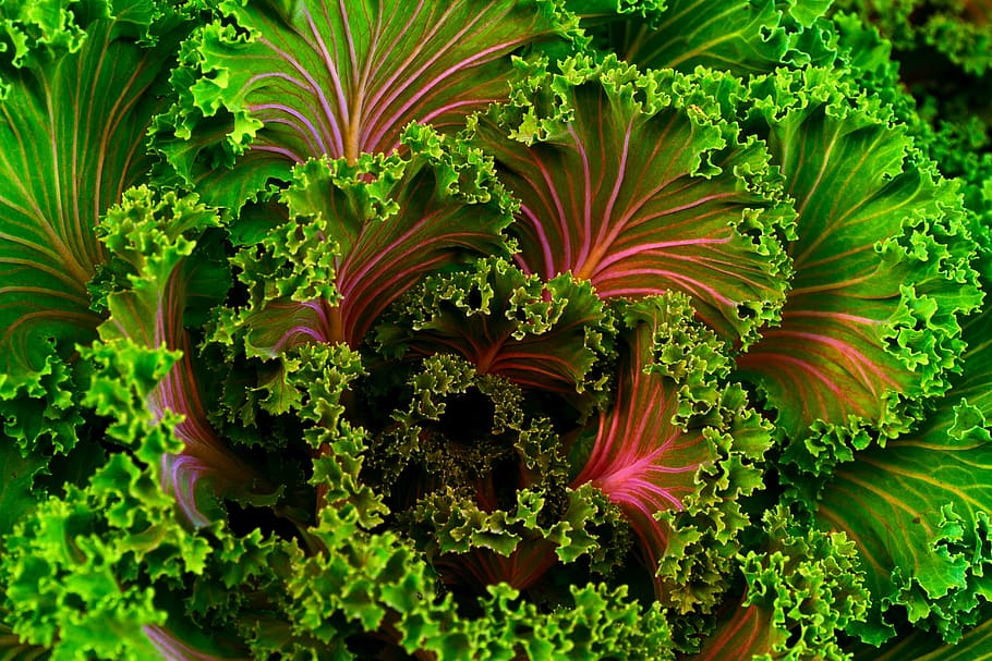 focus photo of green vegetables, macro photograph of green plant HD wallpaper